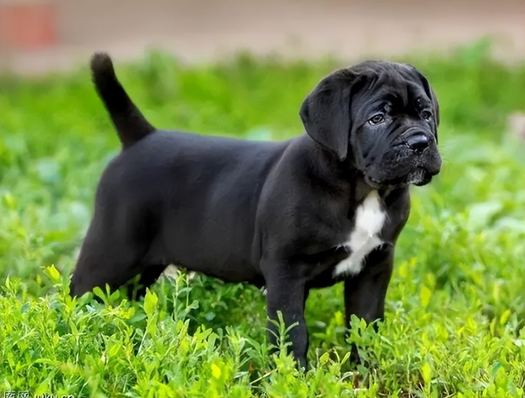 哪种狗适合和卡斯罗一起养,养狗卡斯罗幼犬