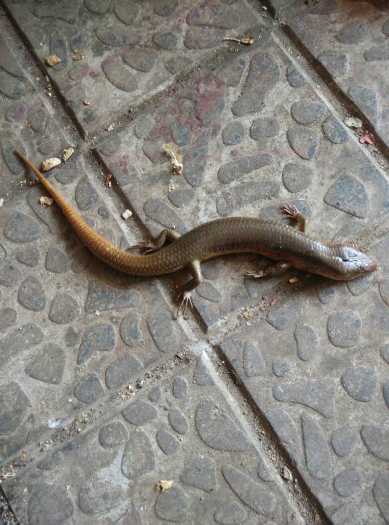 狗婆蛇是保护动物吗,农村最常见的几种蛇火蛇