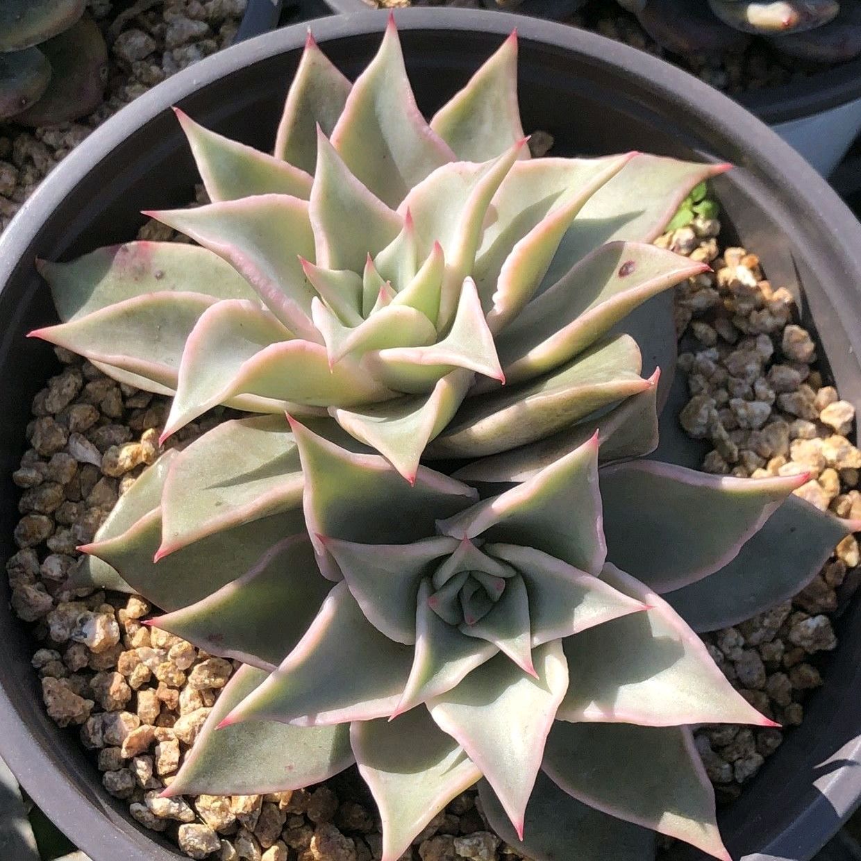 夏季养多肉注意点,夏季养多肉会生虫