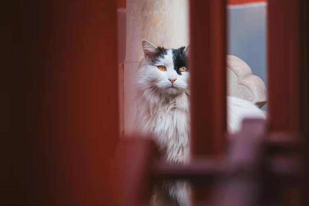 乾隆喜欢山东狮子猫吗,鸳鸯眼狮子猫乾隆
