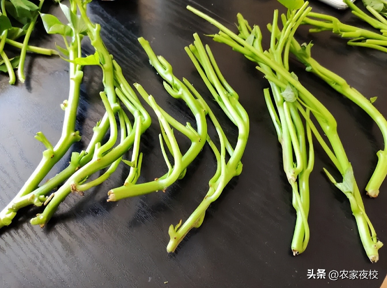 详解示范红薯苗倒插的正确方法,正确栽红薯苗的方法