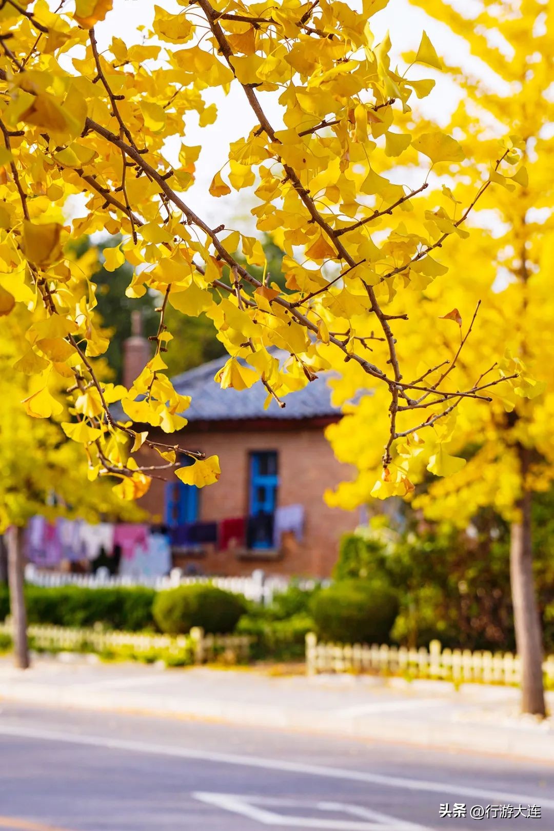 漫步银杏海~大连最美秋日在这里