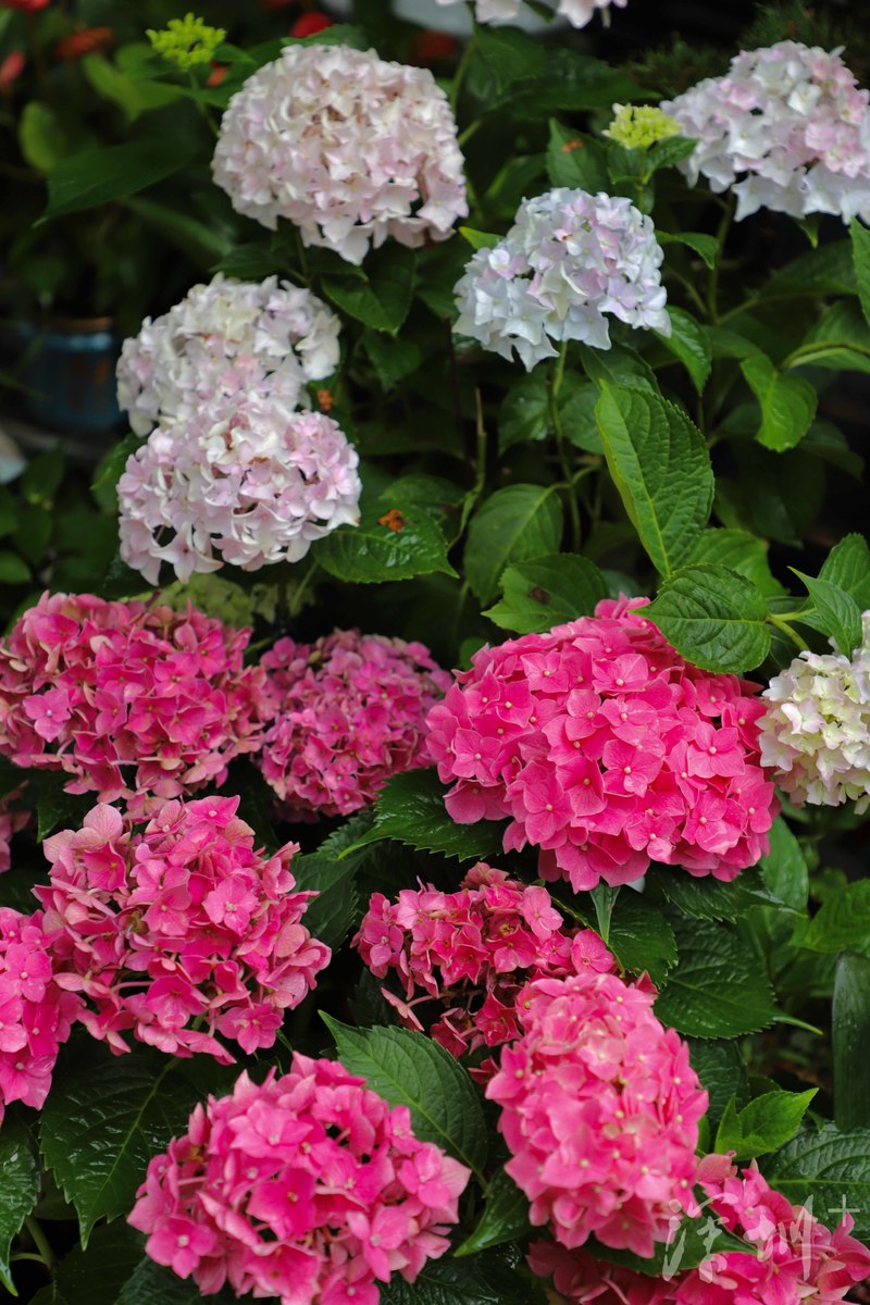 深圳八卦岭好玩的地方,深圳八卦岭附近拍照打卡圣地