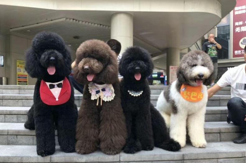 贵宾犬和泰迪区别在哪里,贵宾犬和泰迪有什么区别