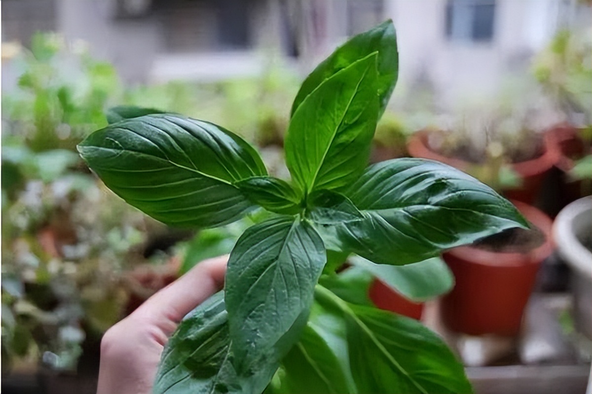 家庭15种花适合室内养的花,懒人室内种花养什么花好看