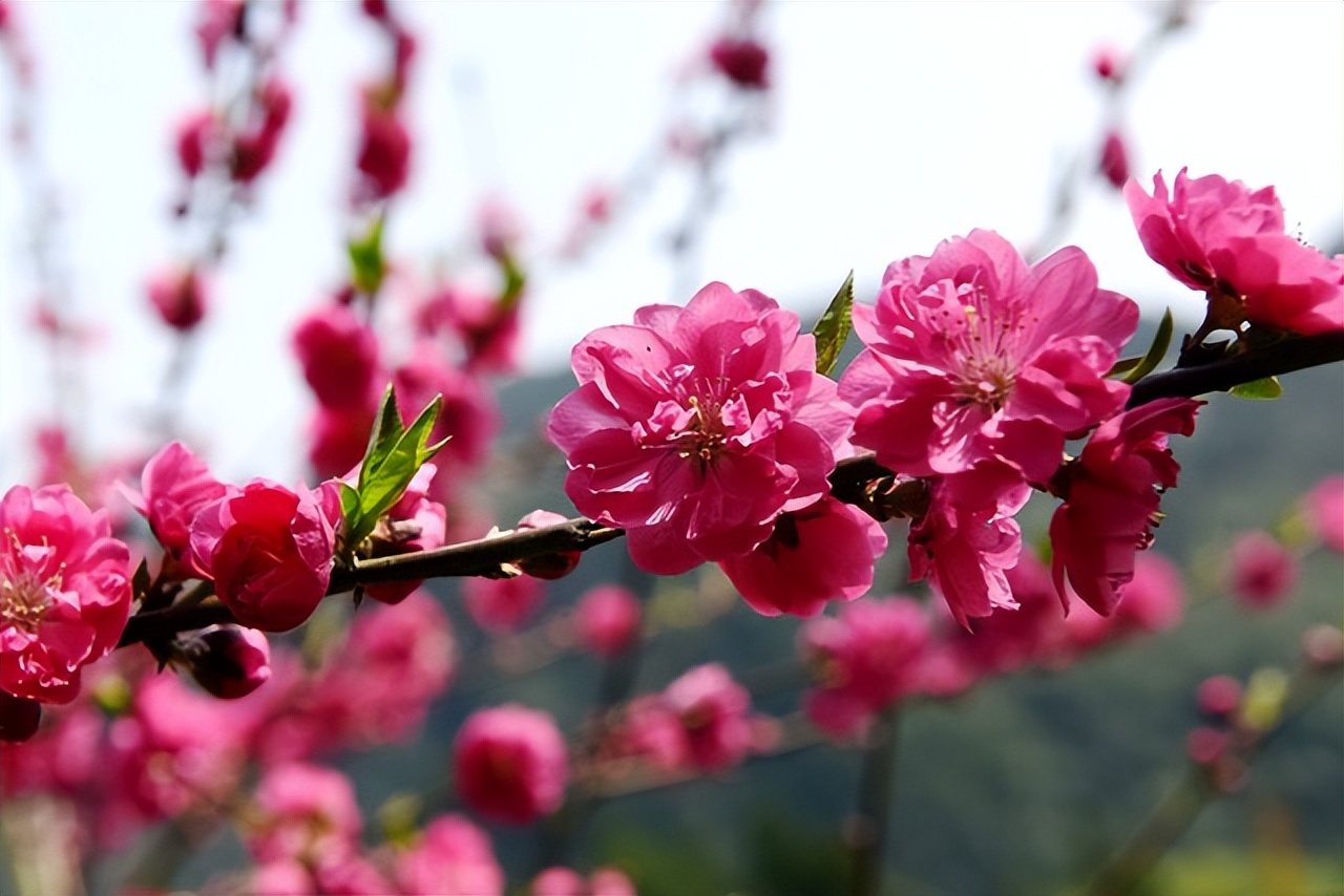 关于春天桃花的诗,一年四季桃花的诗句