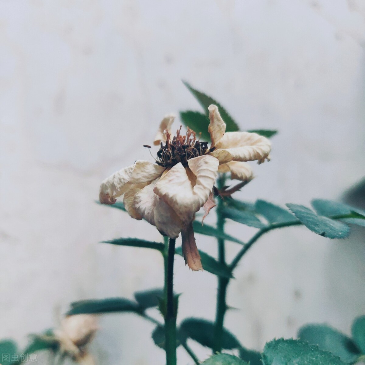 离离原上草一岁一枯荣的翻译,离离原上草一岁一枯荣诗句的意思