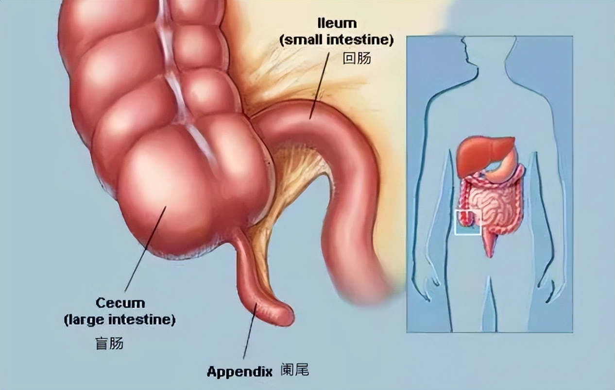 人体最鸡肋的器官,人体最不靠谱的器官