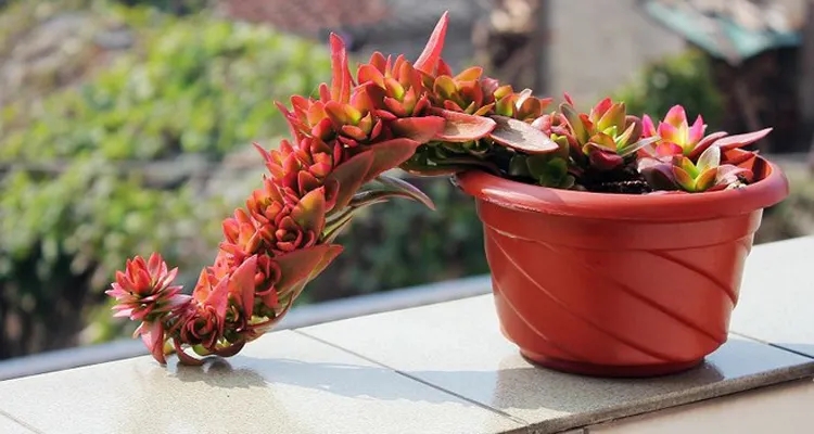 火祭养护注意事项,火祭盆栽养护方法