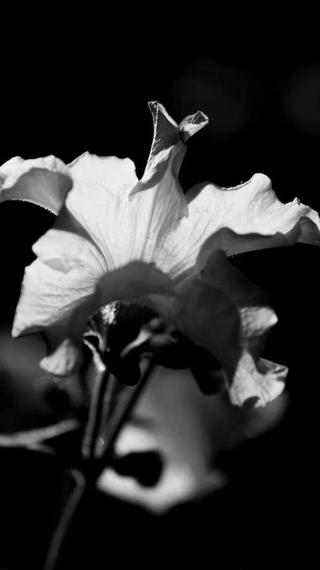 黑白花朵壁纸超清,全屏花朵壁纸无水印黑白