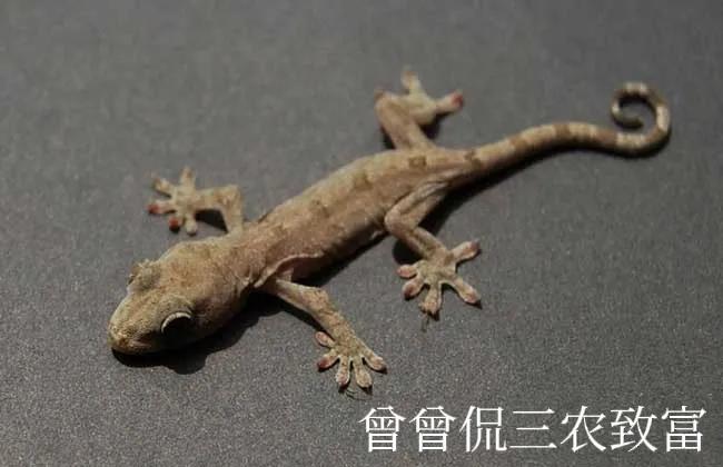 神秘小动物养殖,广东养殖小壁虎