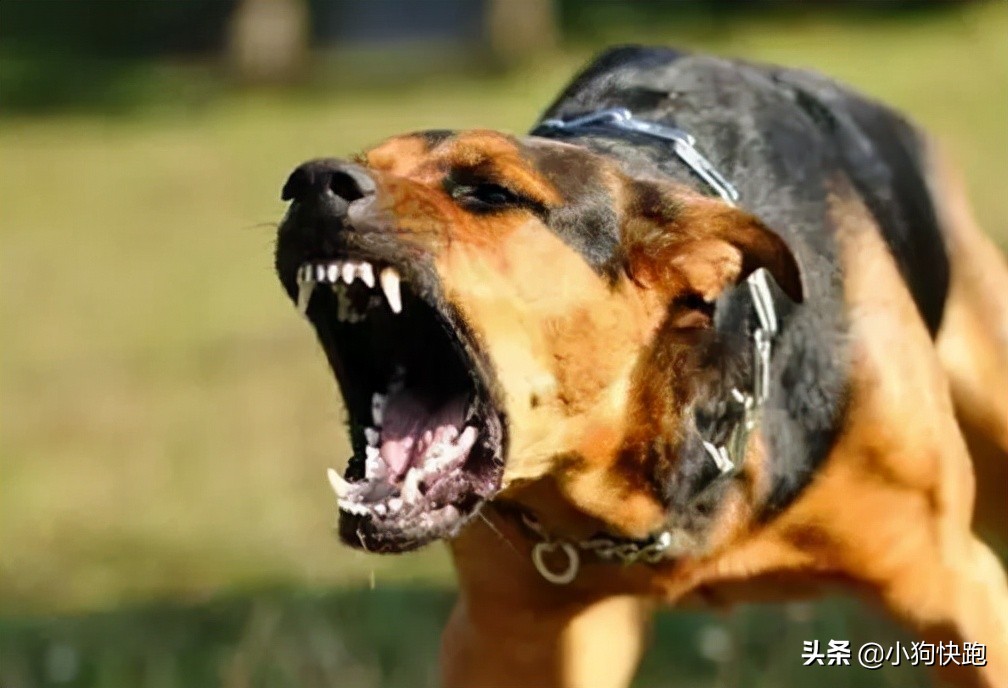 被狗狗咬了怎么安慰,被狗狗咬了要注意哪些事项