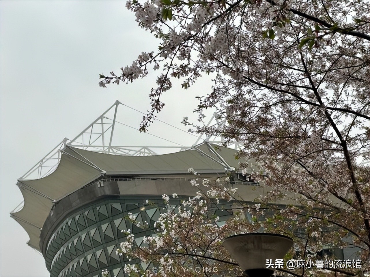 虹口足球场樱花,虹口足球场樱花开在什么地方