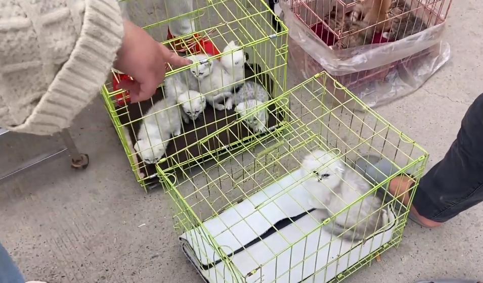 新手买猫去宠物店被老板骗,宠物店买猫被骗了