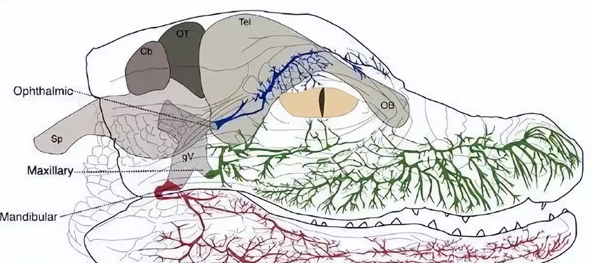 你了解自己的大脑吗三脑合一理论,人的三个大脑是怎么运作的