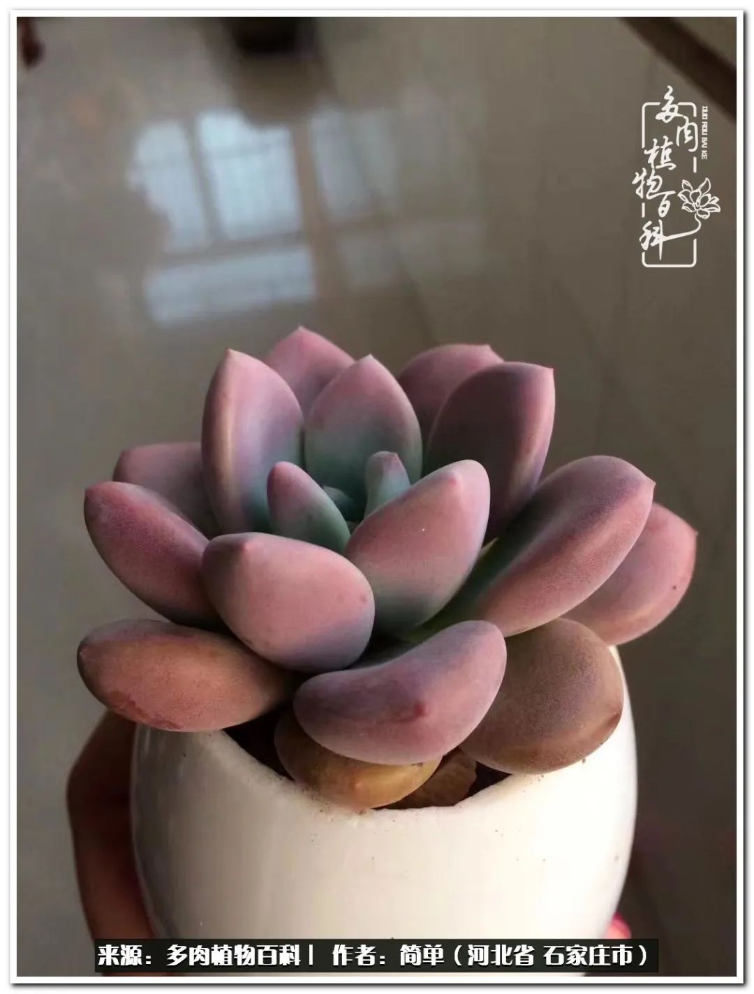 自从养了多肉以后视频,养多肉治愈生活中的疲惫和琐碎