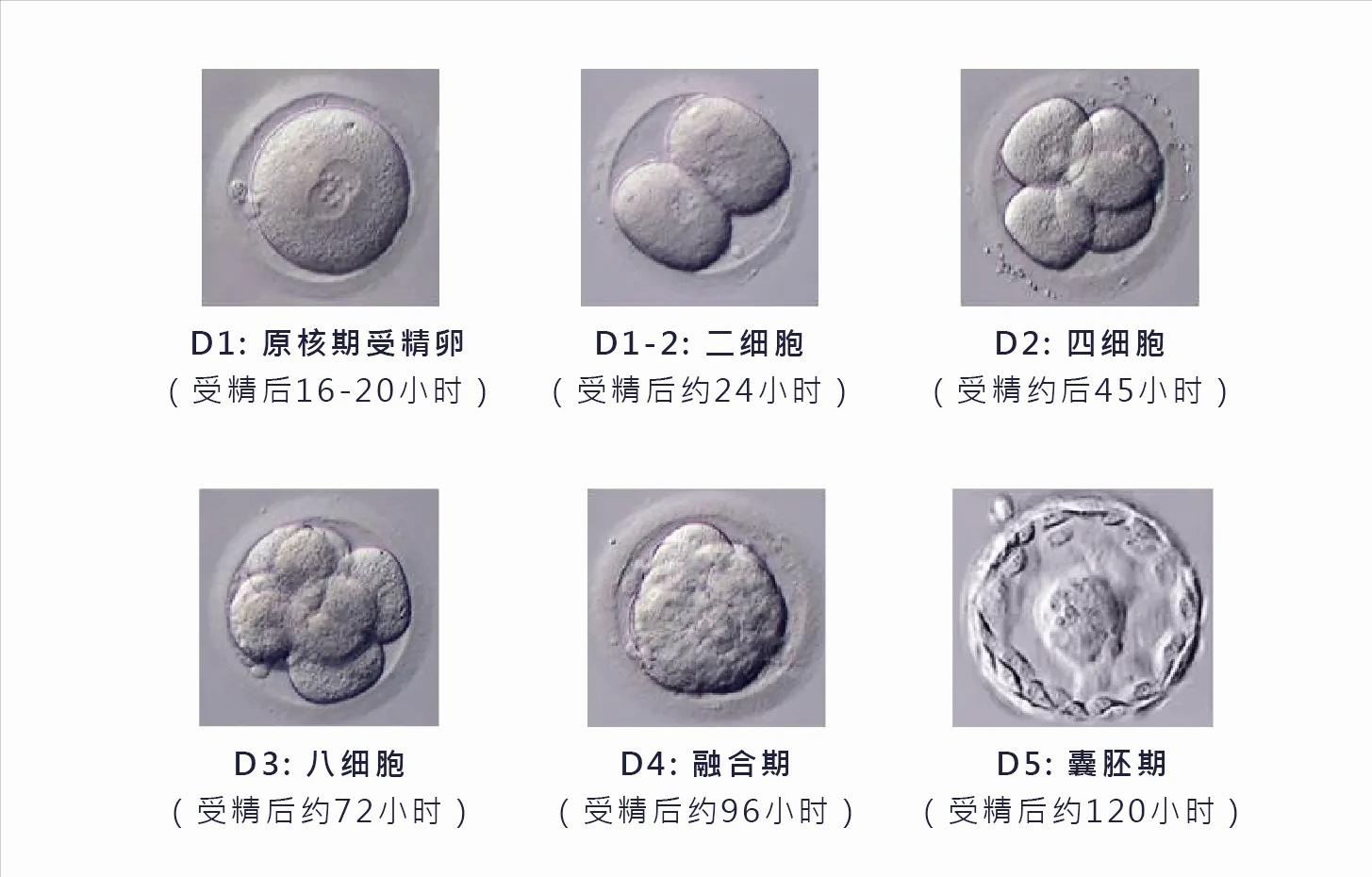 试管子宫内膜16c适合移植吗,子宫内膜受损还能做试管吗