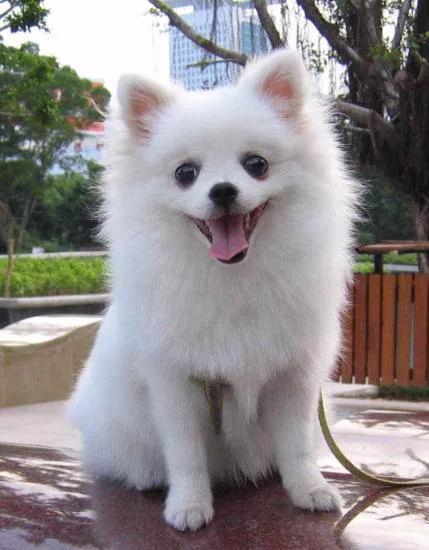 养狗治愈生活的苦,养狗的乐趣和烦恼全集