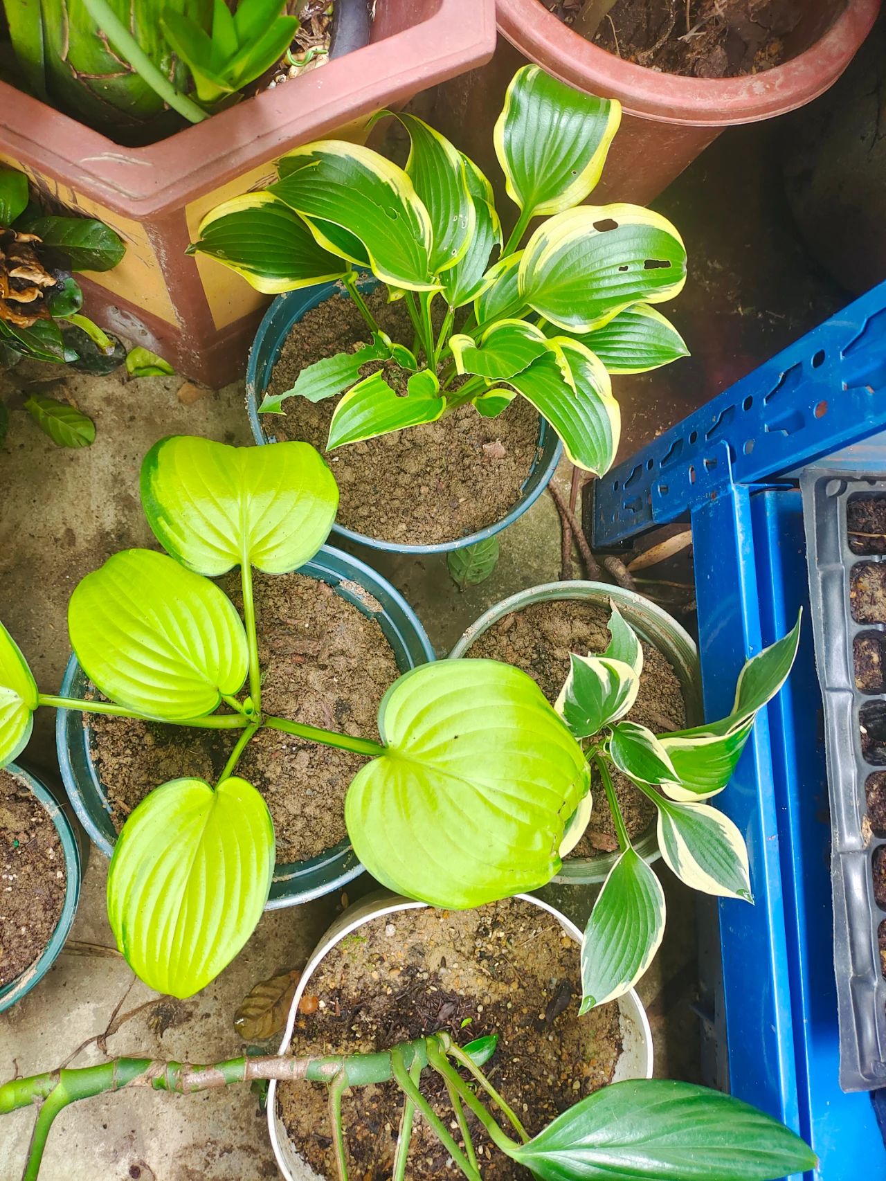 花卉植物冬季如何施肥,植物施肥的方法和注意事项