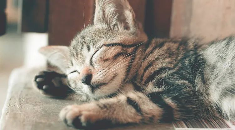 有灵性的5种动物千万别伤害,千万别伤害这五大灵性动物