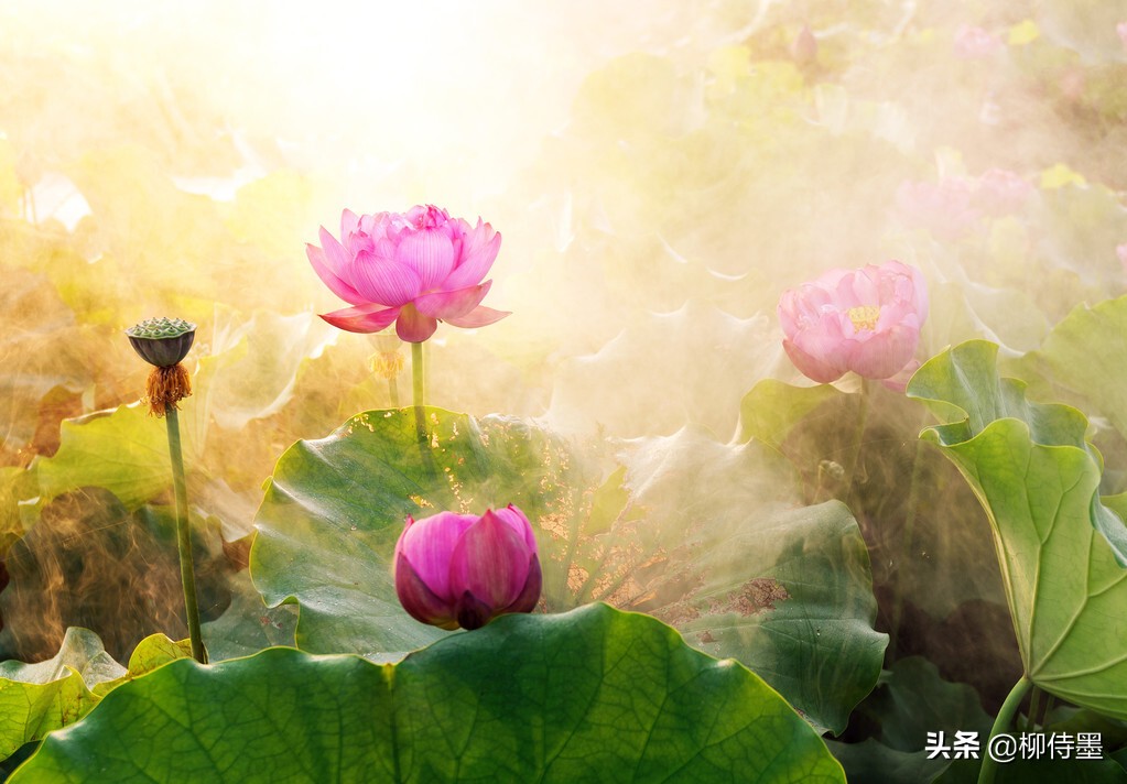 如何拍出有情感的荷花摄影作品,荷花照片怎么拍出高级感