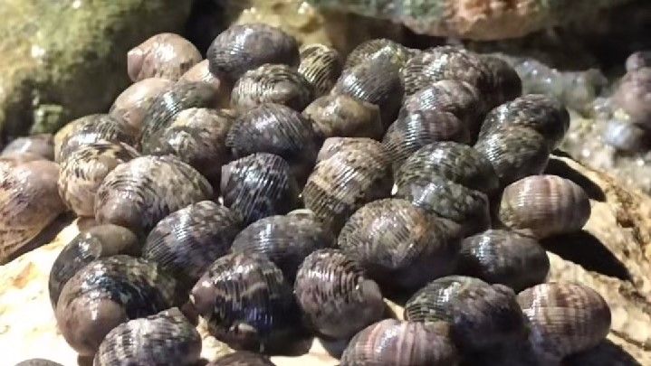 海南海鲜贝类有哪些,海南海鲜贝类