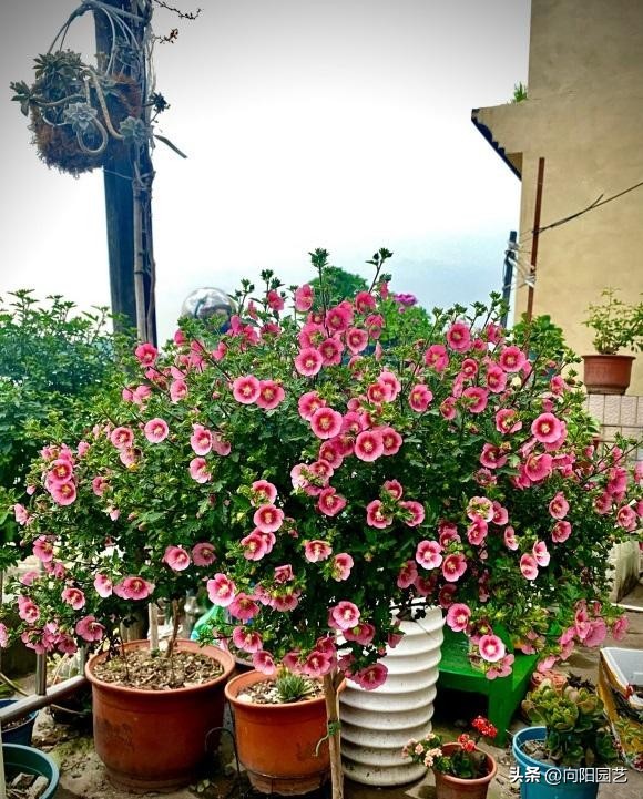 木槿棒棒糖怎么施肥,棒棒糖小木槿淋雨干枯了怎么办