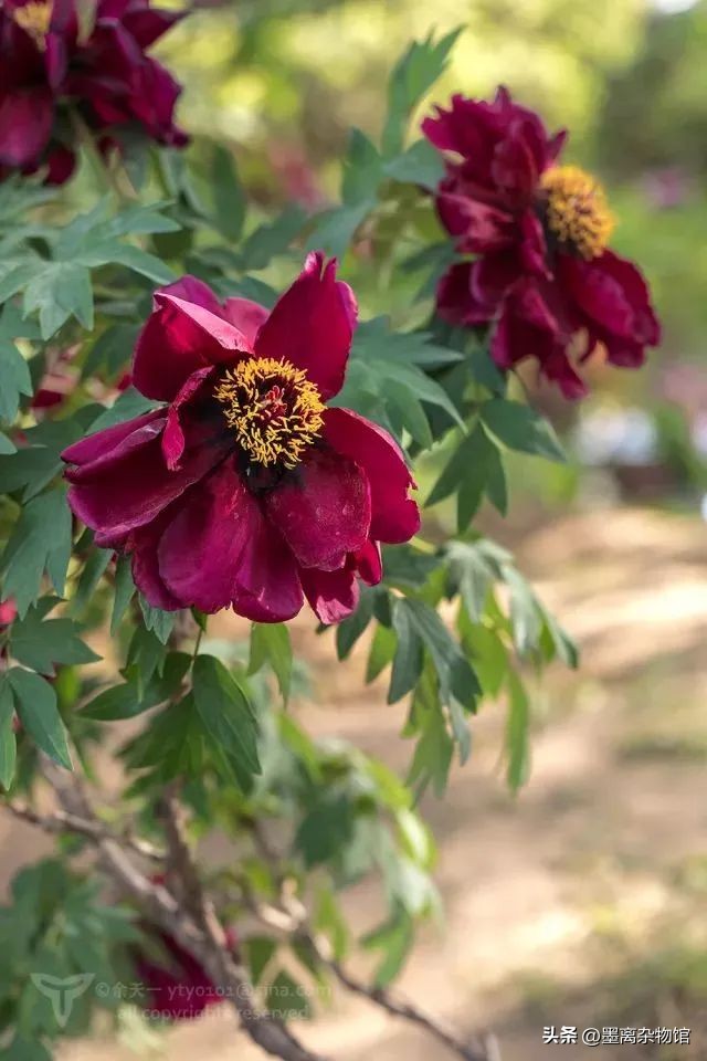 国花牡丹的历史起源,中国国花为啥是牡丹