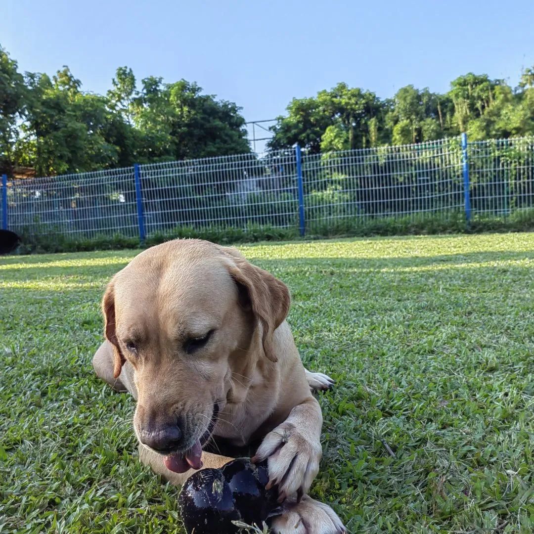 喜欢你混饭吃丨酷贝E族