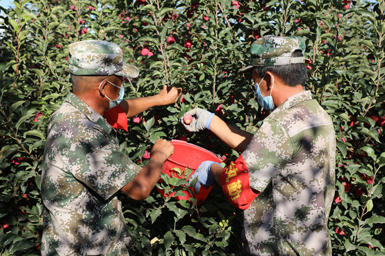 好“丰”景丨*疆新**兵团四师：特色水果俏市场
