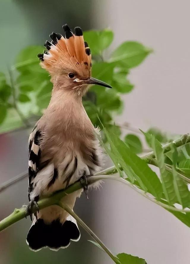 谷雨节气的含义是什么,谷雨节气介绍
