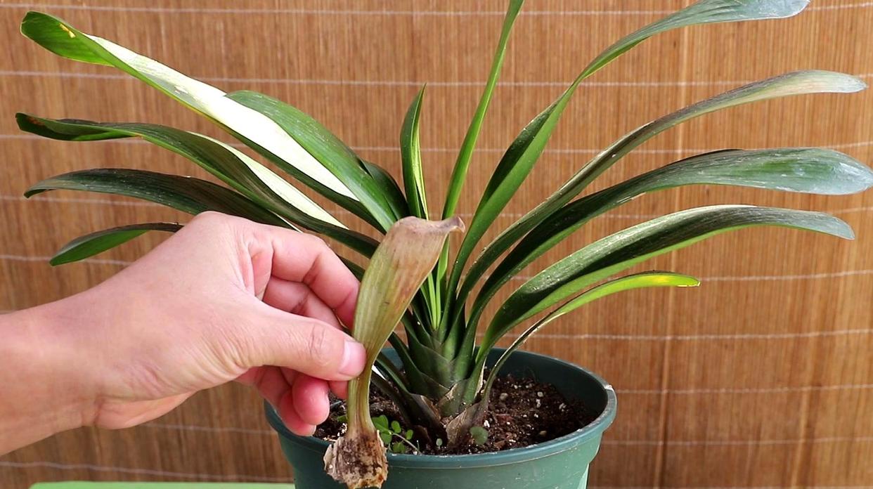 哪些花草对身体有害,哪些花卉会对人体造成不良反应