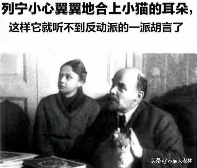 俄罗斯猫被制裁狗的反应,制裁俄罗斯猫什么意思