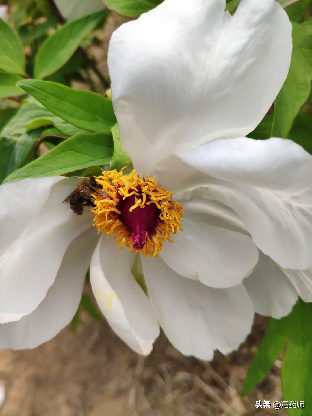 常见病联合用药大全,常见病的联合用药