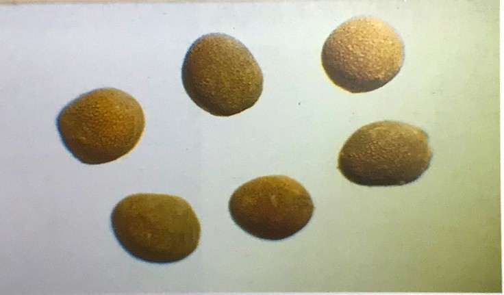 《药你明白》专栏:每天学一味中药:菟丝子