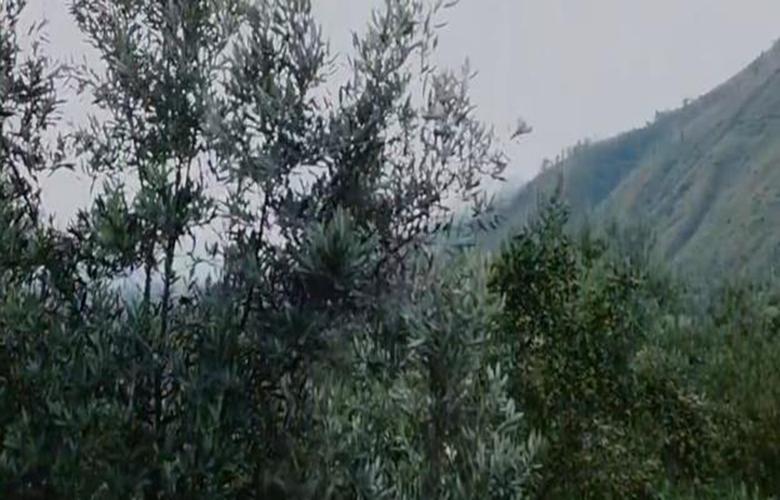 丽江程海之滨：万亩油橄榄装饰了我的梦