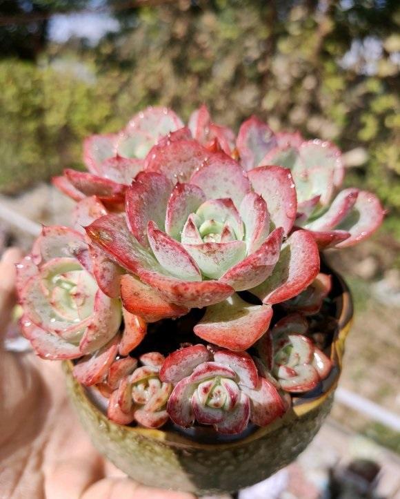 多肉如何浇水才能养好,秋天气温多少度多肉法师正常浇水