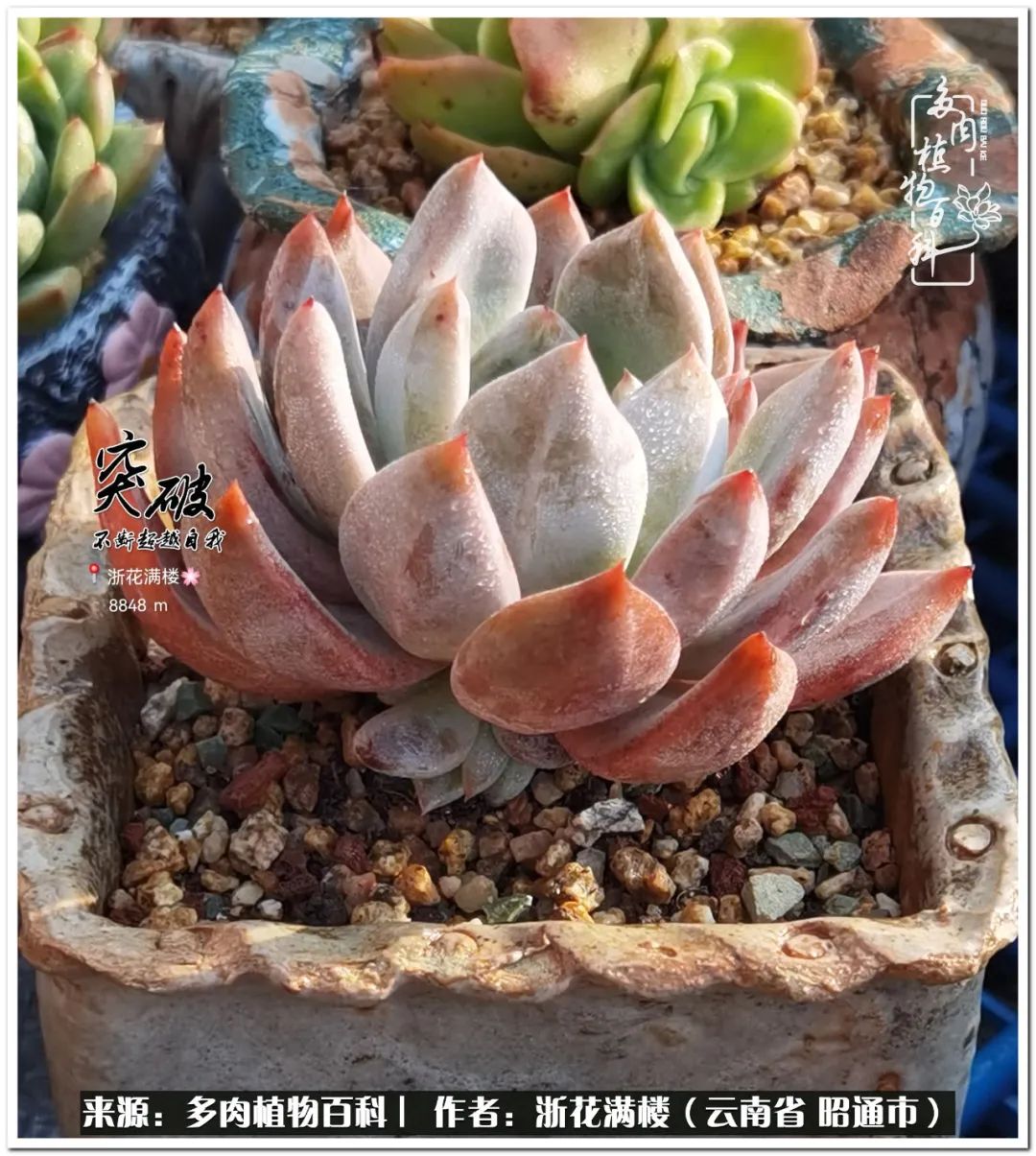 奔跑吧跑步,奔跑吧多肉盆栽