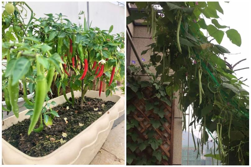 一米小窄阳台设计花园,阳台花园设计小型茶室