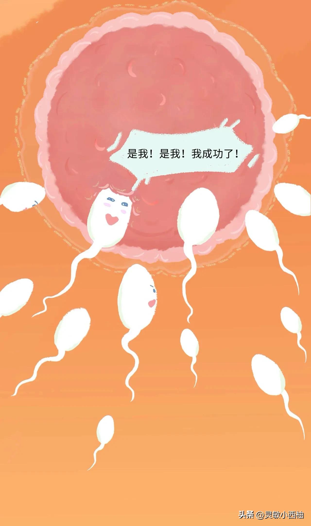 这就是精子进入女性体内的全过程，太神奇了！（漫画）