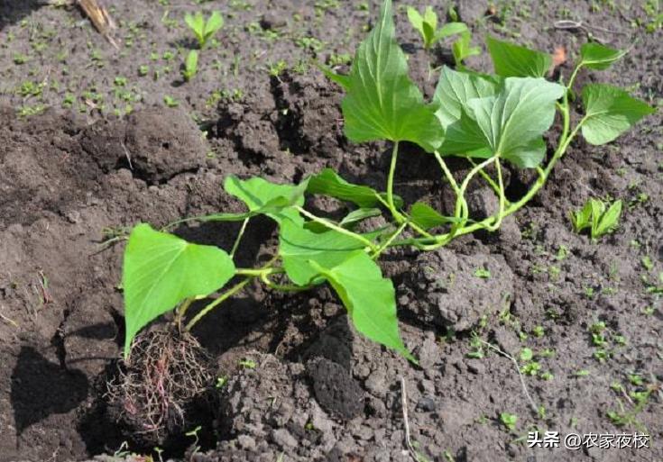 详解示范红薯苗倒插的正确方法,正确栽红薯苗的方法