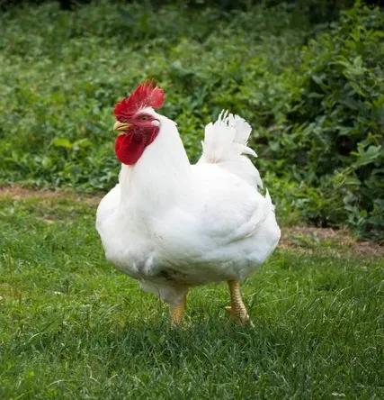 秋日里的猎人21,秋日里的猎人第一集