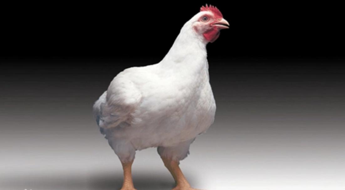 白人和中国人身高对比,中国人比白种人强壮吗