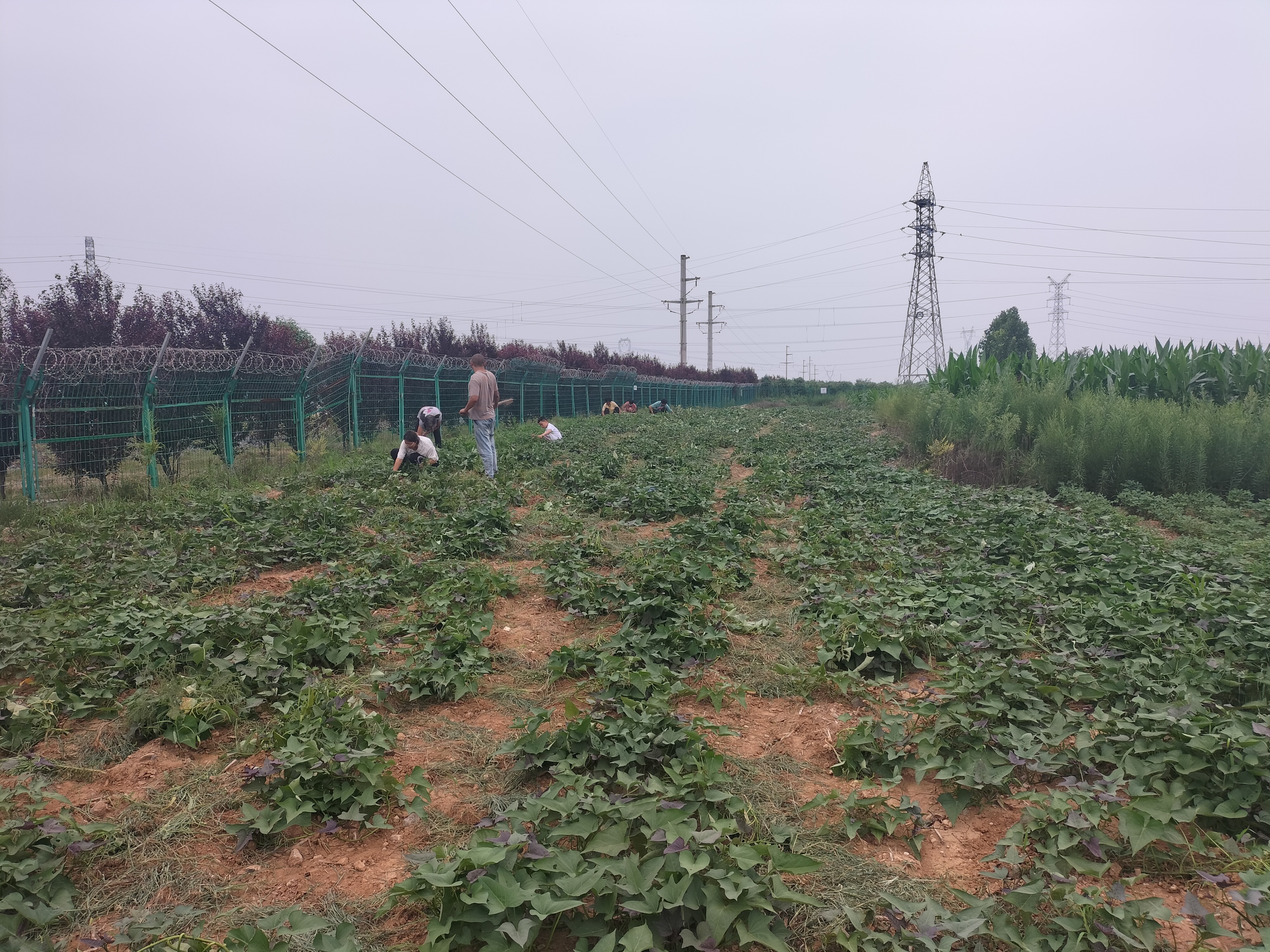 农村有赊种子的、赊肥料的,现在又有赊酒的,他们是怎么赚钱的