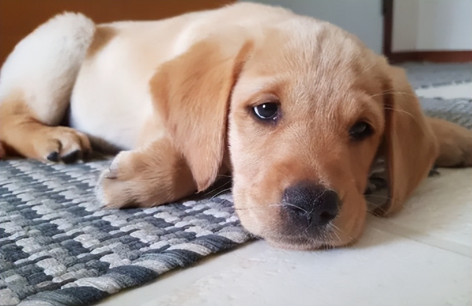 狗狗细小第十天还拉稀腥臭,狗狗初期细小拉稀可以用吗丁啉吗