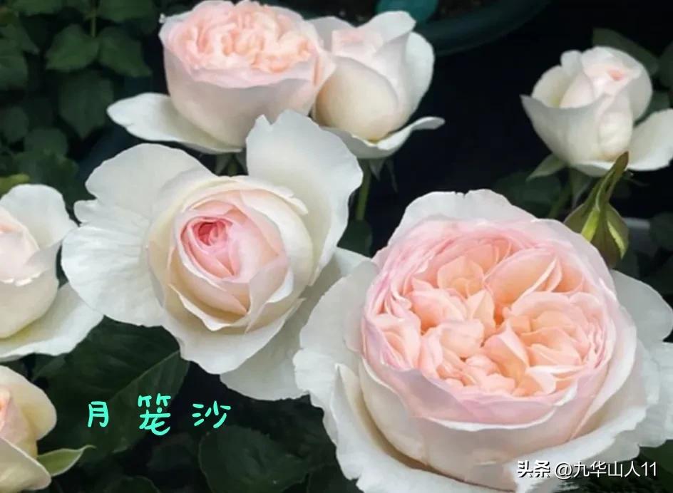 天狼无刺多头月季品种有哪些,天狼十大藤本月季排名