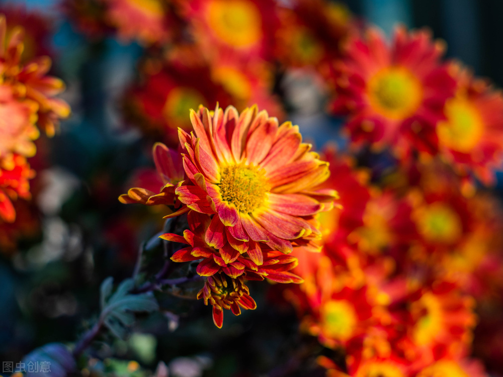 散文创作的几点感言,名家散文随笔精读与创作