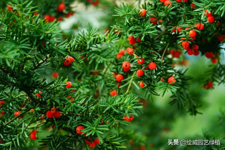 剧毒植物在身边，一个比一个危险，见到了一定要远离