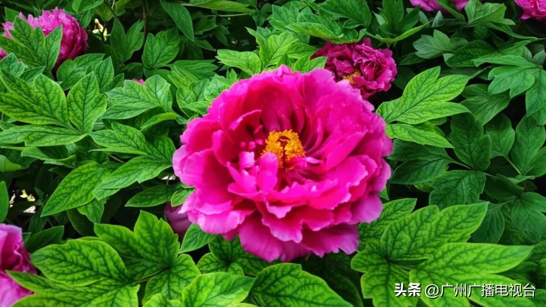 2023年全国兰花展预告,世界上最好看的兰花展