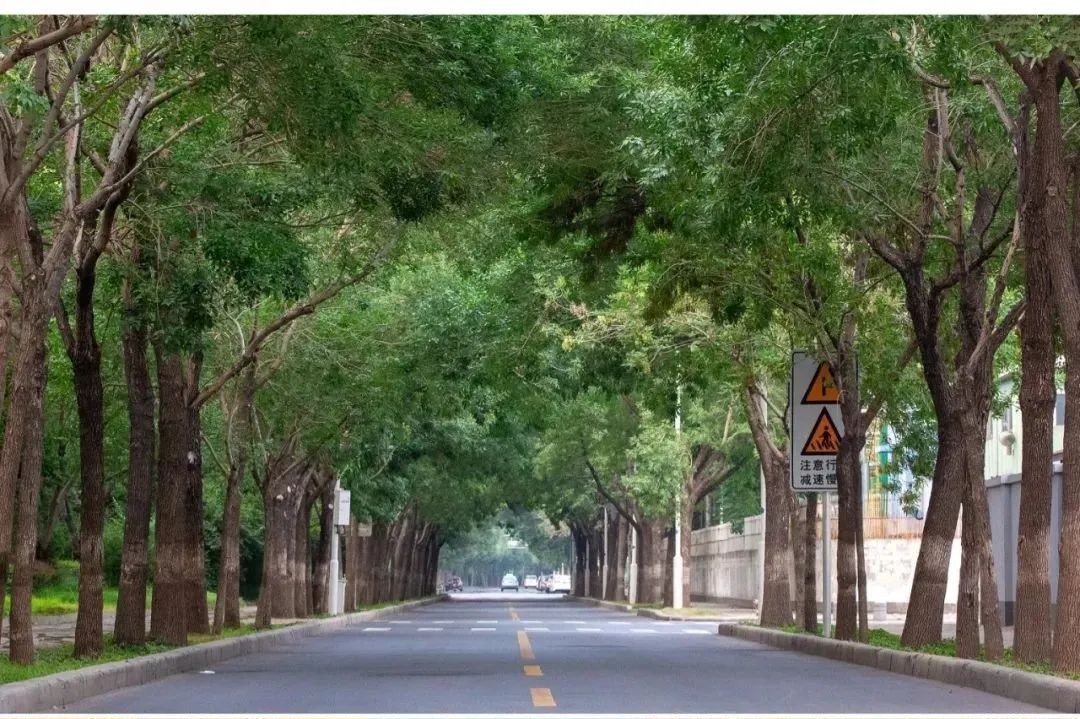 “路”人皆知“坛”花常见！泰达这些精品道路、花坛等你来打卡！